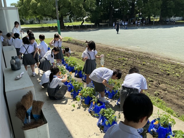 生活科「だいじに そだてよう」